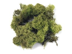 Musgo de Islandia - verde claro