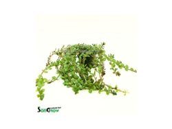 Rotala Yao-yai