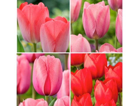 Bulbos de flor - PLANT IN A BOX - Tulipa Salmon, Tulipa van Eijk - Set de 160 - Maceta 0cm - Altura 0cm