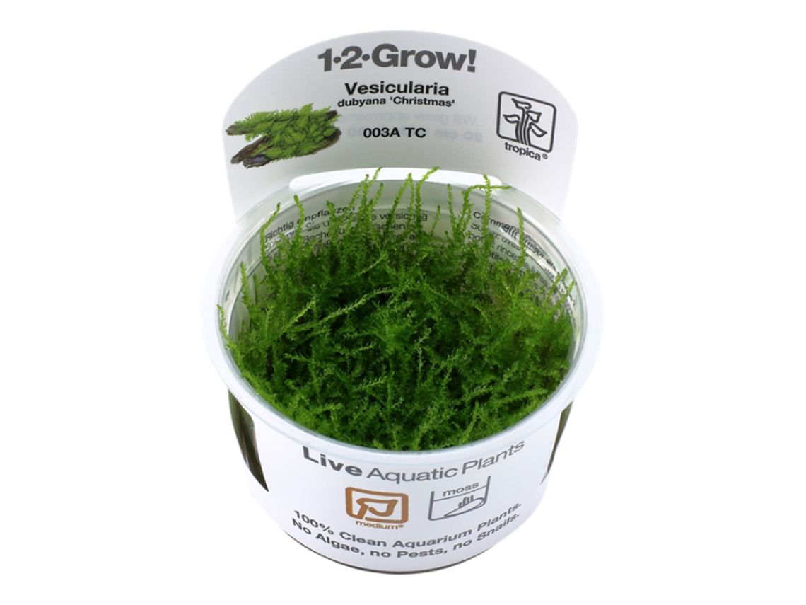 Vesicularia Montagnei 'christmas Moss' - In Vitro