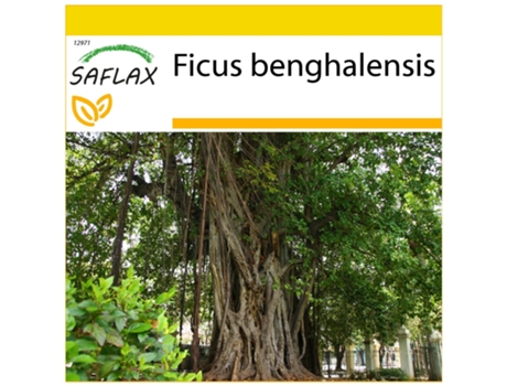 SAFLAX Conjunto de cultivo Higuera de Bengala 20 semillas Con mini invernadero, sustrato de cultivo y 2 macetas Ficus benghalensis