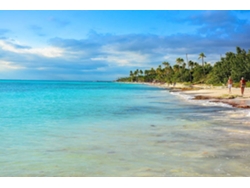 Fotomural OEDIM Playa y Palmeras (Multicolor - 350x250cm - Vinilo)