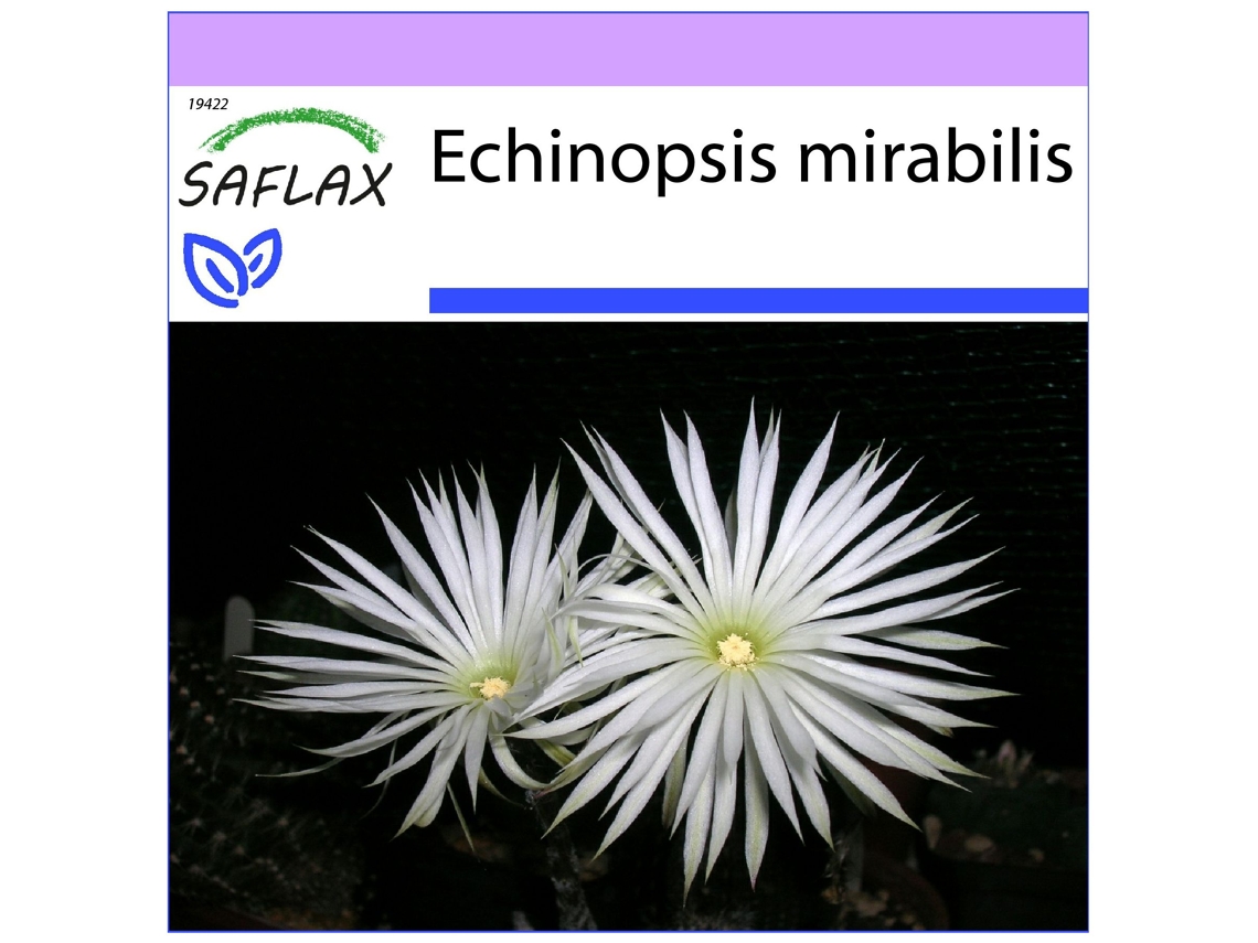 SAFLAX Cacto erizo de mar 40 semillas Echinopsis mirabilis