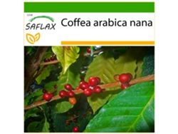SAFLAX Planta del café 8 semillas Con sustrato de cultivo libre de gérmenes Coffea arabica nana