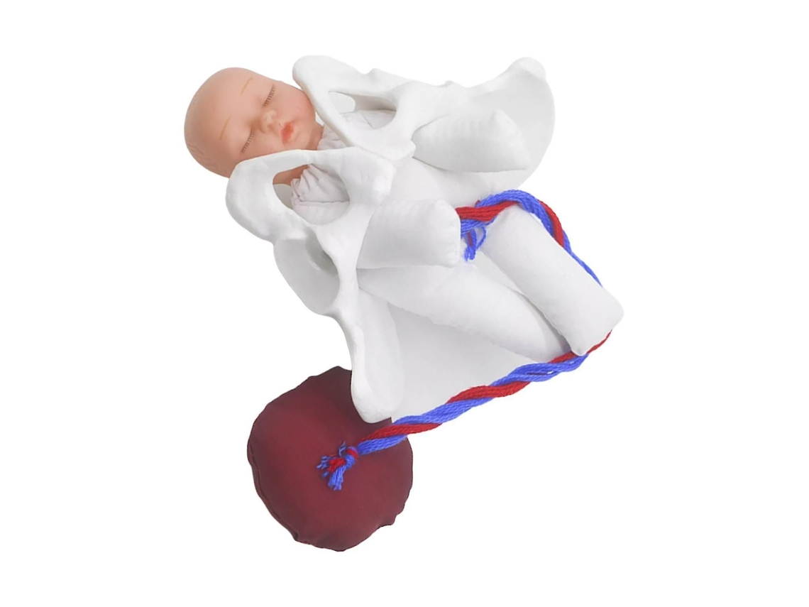 Modelo De Pelvis Femenina Para El Parto, Utilizado En La Enseñanza De Las Ciencias.