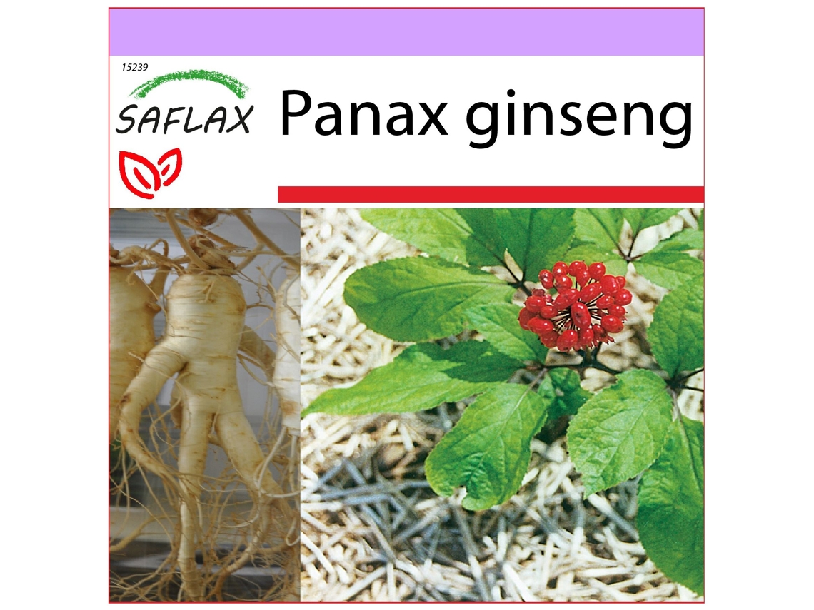 SAFLAX Ginseng genuino coreano 10 semillas Panax ginseng