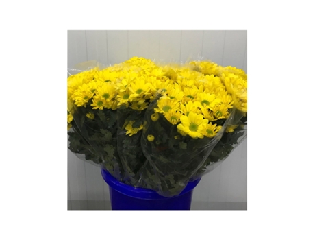 Margarita Crisantemo | Flor Natural | Crisantemo Bacardi | Ramo de 5 tallos | 70cm de alto Amarillo