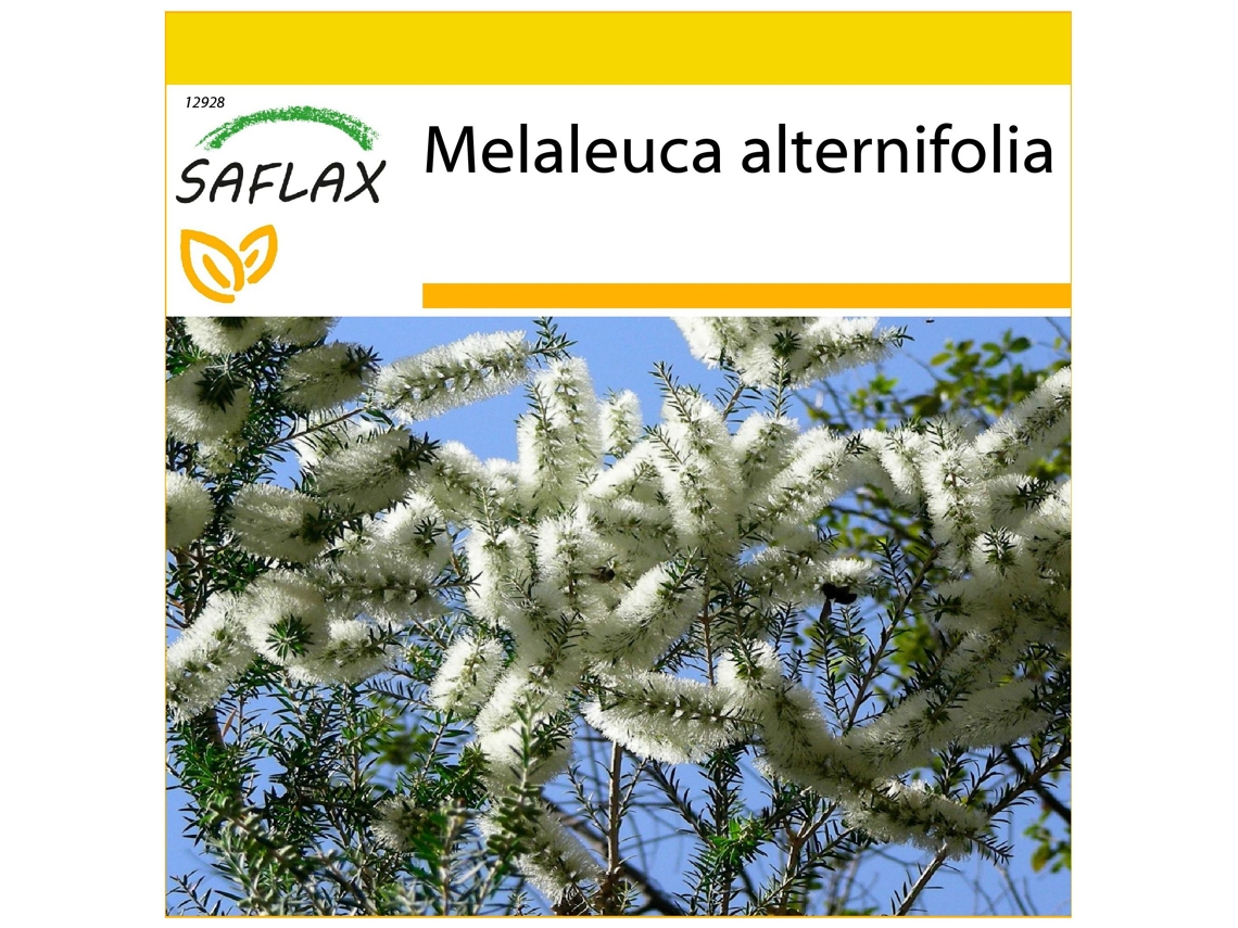 SAFLAX Conjunto de cultivo Árbol del té 400 semillas Con mini invernadero, sustrato de cultivo y 2 macetas Melaleuca alternifolia