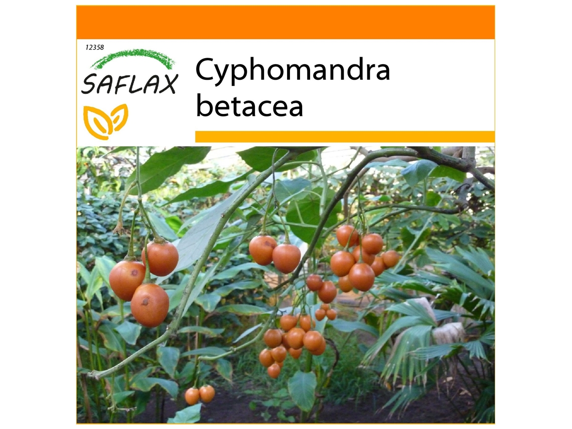 SAFLAX Garden in the bag Tomate de árbol 50 semillas Con sustrato de cultivo en una práctica bolsa automontable Cyphomandra betacea