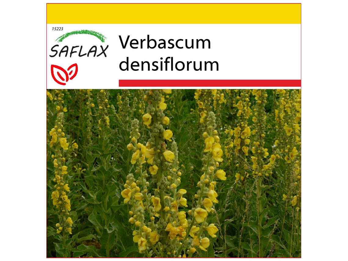 SAFLAX Conjunto de cultivo Gordolobo 500 semillas Con mini invernadero, sustrato de cultivo y 2 macetas Verbascum densiflorum