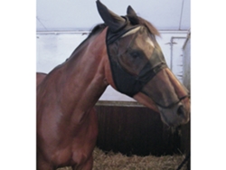 Máscara de caballo con puente nasal HORSEGUARD
