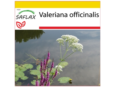 SAFLAX Conjunto de cultivo Valeriana 200 semillas Con mini invernadero, sustrato de cultivo y 2 macetas Valeriana officinalis
