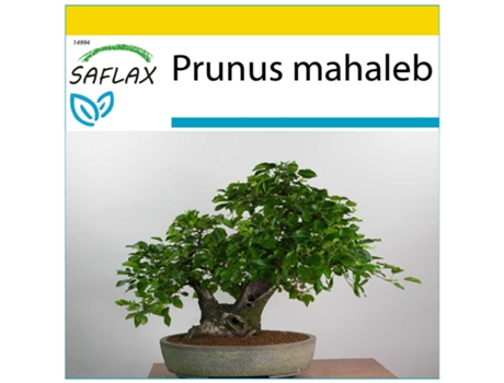 SAFLAX Conjunto de cultivo Cerecino 30 semillas Con mini invernadero, sustrato de cultivo y 2 macetas Prunus mahaleb