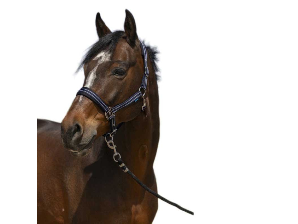 Cabeçada 4Lines Azul Ponynorton Equestrian
