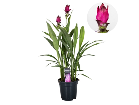 Plantas con flores - PLANT IN A BOX - Curcuma alismatifolia - Set de 1 - Maceta 19cm - Altura 80-100cm