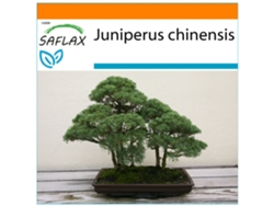 SAFLAX Garden in the bag Enebro de la China 30 semillas Con sustrato de cultivo en una práctica bolsa automontable Juniperus chinensis