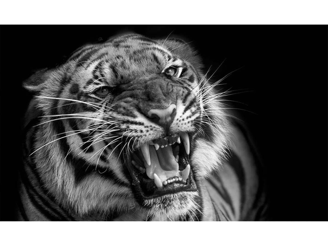 Cuadro OEDIM Tigre Rugiente (Blanco y Negro - 100x100cm - PVC)