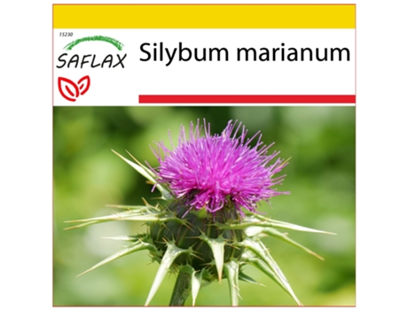 SAFLAX Conjunto de cultivo Cardo mariano 75 semillas Con mini invernadero, sustrato de cultivo y 2 macetas Silybum marianum