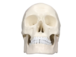 Modelo De Cráneo Humano Desmontable A Escala 1:1 En Pvc Para La Enseñanza De La Anatomía, Con 3 Partes.