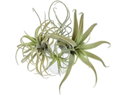 Kit com 4 plantas aéreas de grama artificial, flores artificiais, bromélias Tillandsia, decoração para casa e jardim.