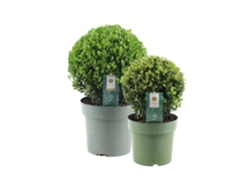 Baile del acebo real | 1x Ilex crenata bola Jenny 20 cm y 1x bola 25 cm | Conjunto de 2 piezas | 20-25 cm Ø diámetro | Plantas | Plantas de jardín