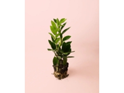Zamioculca Zamiifolia 12 Cm | Planta resistente Zz | Planta Pur