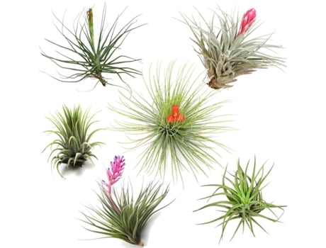 Air plants - PLANT IN A BOX - Tillandsia - Set de 6 - Maceta 5cm - Altura 5-15cm